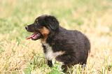 BERGER AUSTRALIEN PUPPIES 848